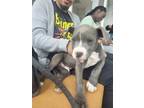 Adopt Bluto a Pit Bull Terrier, Mixed Breed