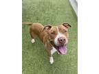 Adopt Bender a Pit Bull Terrier, Mixed Breed