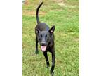 Adopt Shadow a Labrador Retriever, Terrier