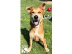 Adopt Jake a Carolina Dog