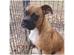 Adopt Atticus a Boxer