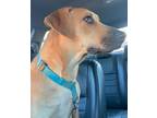 Adopt Amber-April Fools' Day Pups a Black Mouth Cur, Boxer