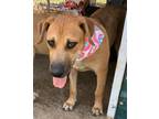 Adopt Amber-April Fools' Day Pups a Black Mouth Cur, Boxer