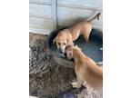 Adopt Amber-April Fools' Day Pups a Black Mouth Cur, Boxer