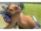 Adopt Amber-April Fools' Day Pups a Black Mouth Cur, Boxer