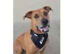 Adopt Caldwell a Hound, Boxer