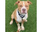 Adopt Red a Boxer, Pit Bull Terrier