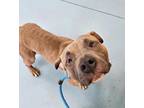 Adopt Bread And Butter Pickles a Pit Bull Terrier