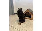 Adopt Salem a Domestic Medium Hair