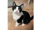 Adopt Beau a Domestic Short Hair