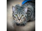 Adopt Arrow a Domestic Short Hair