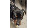 Adopt Mr. Beef a Rottweiler, Pit Bull Terrier