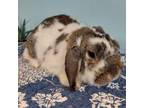 Adopt Stormy a English Lop