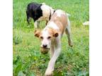 Adopt Touchdown a Foxhound