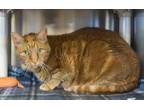 Adopt Stanley (carrot) a Domestic Short Hair