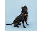 Adopt Panther a Cane Corso