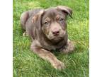 Adopt Leroy (L Litter) - AVAILABLE a Pit Bull Terrier