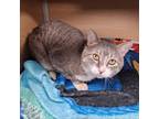 Adopt Fender a Domestic Short Hair