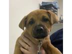 Adopt Hopper a Mixed Breed