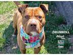 Adopt Drumroll a Pit Bull Terrier, Mixed Breed