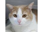 Adopt Bandit a Domestic Short Hair