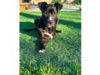 Adopt Phil a Pit Bull Terrier