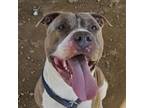 Adopt Eggo a Pit Bull Terrier