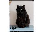 Adopt Tiger a Domestic Medium Hair