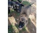 Adopt Ali (Athlete Pups) a Anatolian Shepherd, Mixed Breed