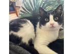 Adopt Lux a Domestic Short Hair