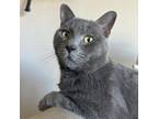 Adopt Flint a Domestic Short Hair, Russian Blue