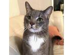 Adopt Blue a Domestic Short Hair