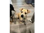 Adopt Linus 2 a Mixed Breed