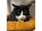 Adopt Ludo a Domestic Short Hair