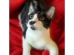 Adopt Gomez & Wednesday a Domestic Short Hair