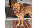 Adopt SD Billy a Mixed Breed