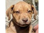 Adopt SD Billy a Mixed Breed