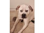 Adopt Range a Mastiff, Australian Cattle Dog / Blue Heeler