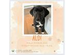 Adopt Aldi a Boxer