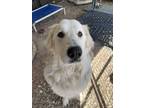 Adopt Pyr Jake a Great Pyrenees