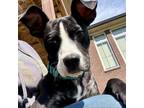 Adopt Duckie a Mixed Breed, Boston Terrier