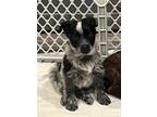 Adopt Hendrix a Border Collie, Australian Cattle Dog / Blue Heeler