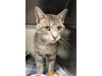 Adopt Mr. Max a Domestic Short Hair