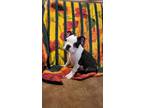 Adopt Indiana Jones a Boston Terrier