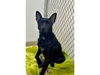 Adopt Rocky a German Shepherd Dog, Mixed Breed