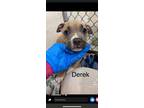 Adopt Derek (Anne's Litter) a Pit Bull Terrier