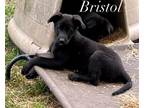Adopt Bristol Bae a Golden Retriever, Labrador Retriever