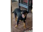 Adopt Tucker a Black and Tan Coonhound, Shepherd