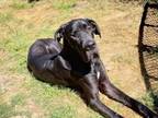 Adopt Cain a Great Dane