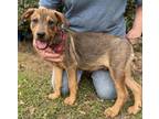 Adopt Archie - brother of Edith a Hound, Black Mouth Cur